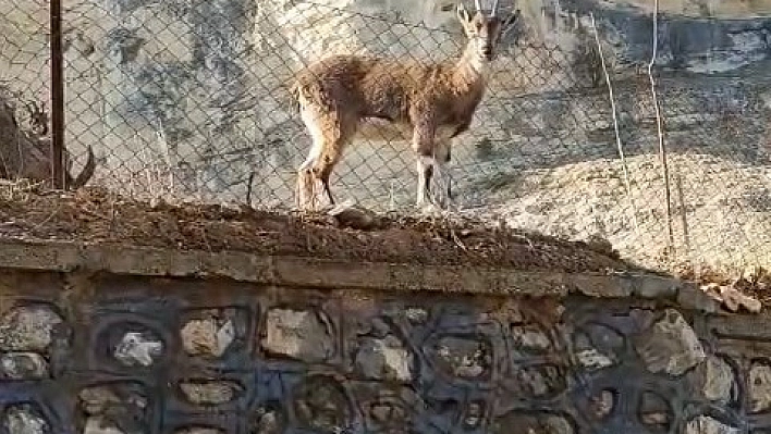 Vatandaşın dağ keçileriyle diyaloğu gülümsetti