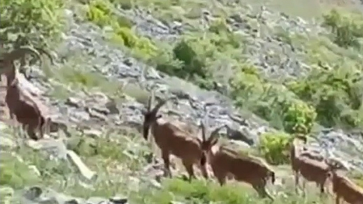 Yaban keçileri, kameralara poz verdi