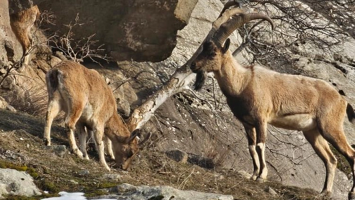 Yaban keçileri yerleşim alanlarına indi