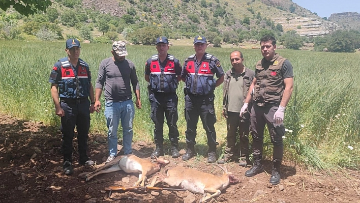 Malatya'da Yaban Keçisi Kaçakçılığına Ağır Ceza!