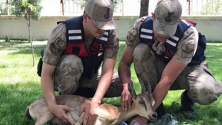 Yaralı keçilere jandarma şefkati