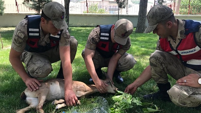 Yaralı dağ keçisi tedavi altında