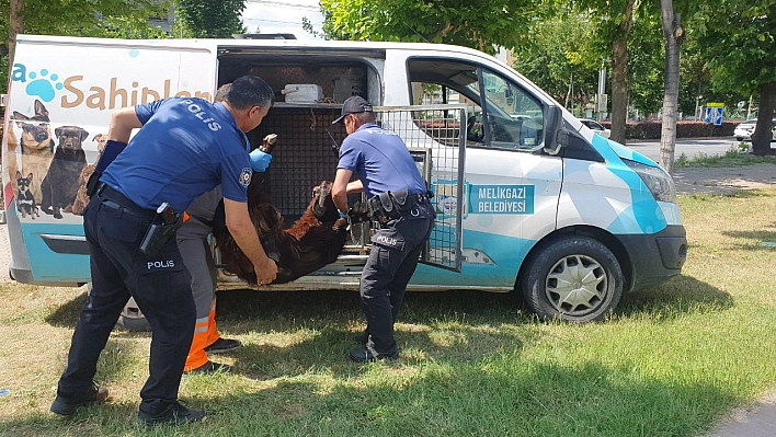 Yaralı kurbanlığa polis şefkati