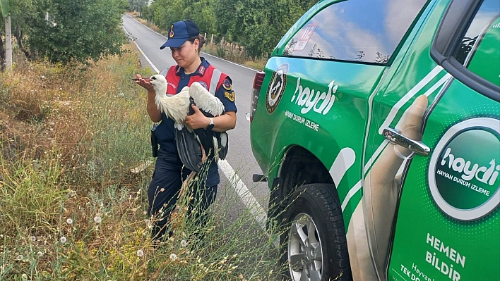 Yaralı leylek, koruma altına alındı