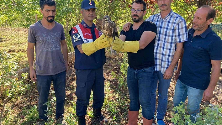 Yaralı şahin tedavi altına alındı