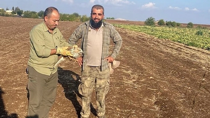 Yaralı şahin tedavi altına alındı