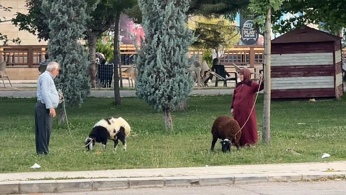 Yaşlı çift koyunlarını tasmalı gezdiriyor
