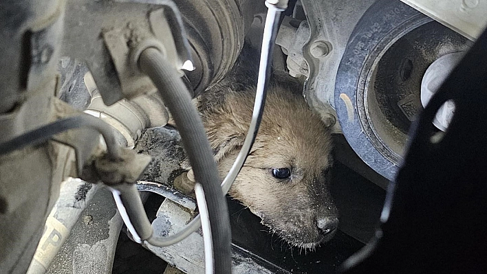 Yavru köpek, lastik sökülerek kurtarıldı