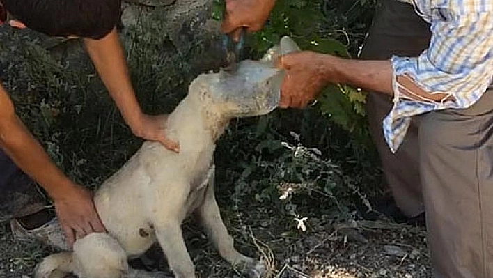 Yavru köpek kurtarıldı