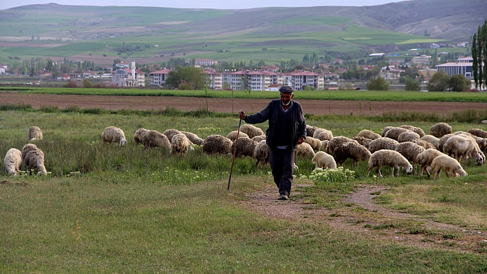 Yem maliyeti düştü