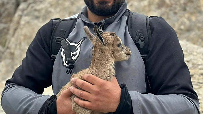 Yeni doğandağ keçisi gülümsetti