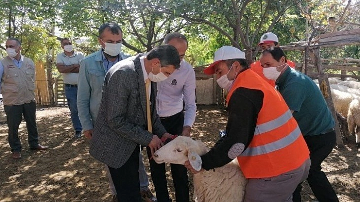 Küçükbaş için Soykütüğü Projesi