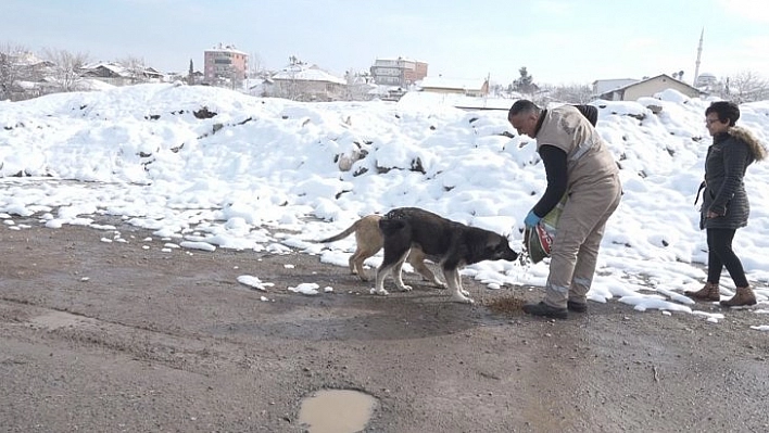 Sokak hayvanları unutulmadı