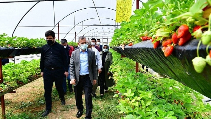 Sereda çilek yetiştiriciliği