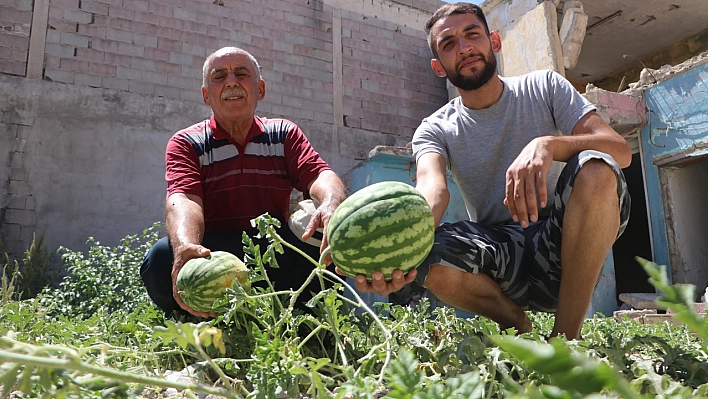 Yıkılan evin enkazından karpuz çıktı