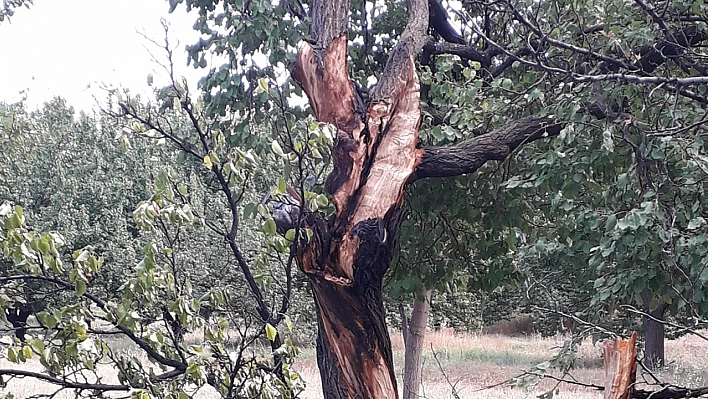 Yıldırım ağaçları parçaladı