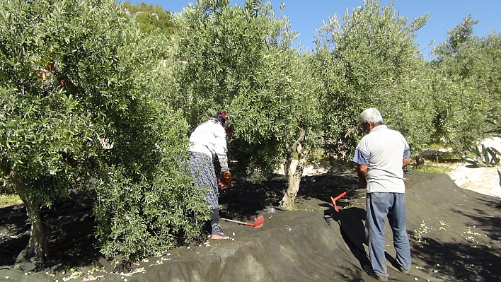 Yılın ilk sofralık zeytin hasadı başladı