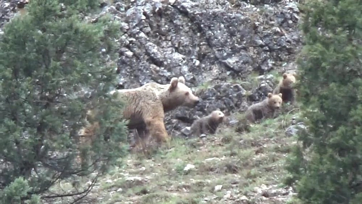 Boz ayı görüntülendi