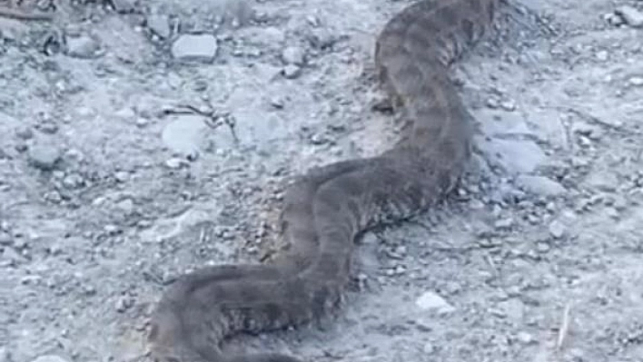 Yol kenarındaki dev yılan panik yarattı!