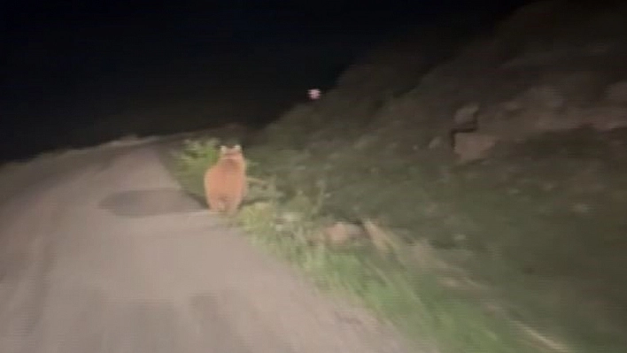 Yolda karşılaştığı ayıyı aracıyla kovaladı