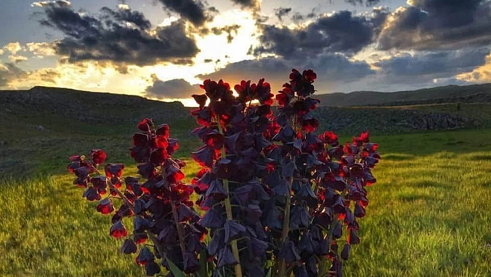 Malatya Ovası Morardı: Sümbüller Şehri Büyülüyor!