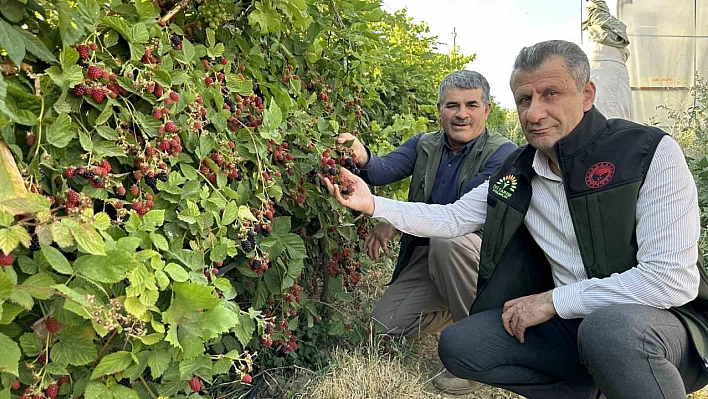 Yüksekova Böğürtleni 50 TL'den Satışta