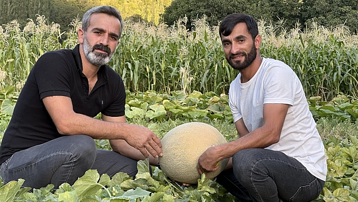 Yüksekova'da yetiştirilen kavunlar büyüklüğüyle dikkat çekiyor