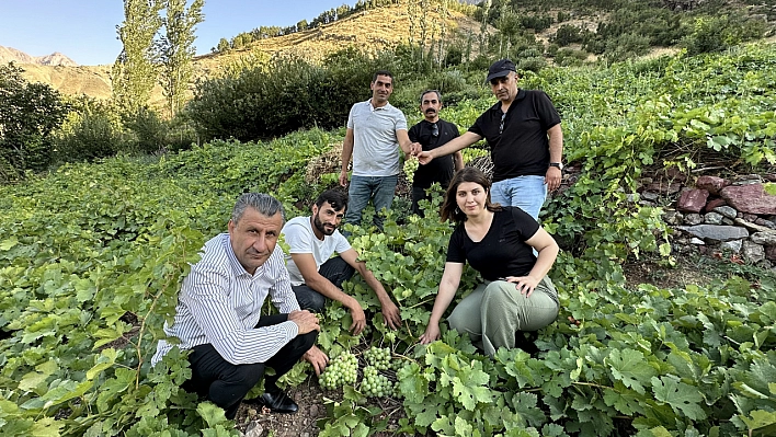 Yüksekova'nın yerli üzümünün bereketi yüz güldürüyor