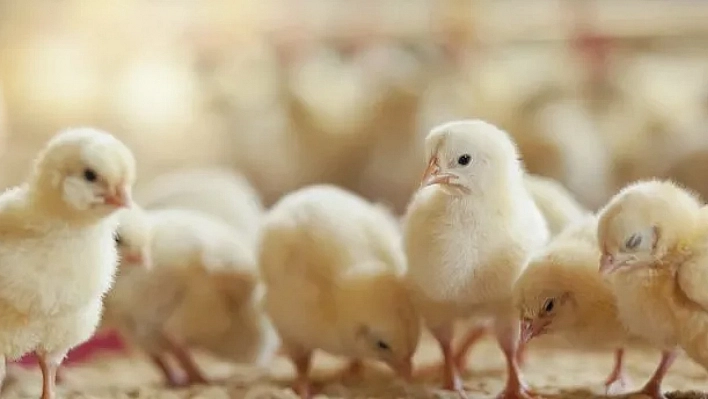 'Yumurta mı Tavuktan Çıktı Yoksa Tavuk mu Yumurtadan Çıktı?' Tartışması Tarih Oluyor!