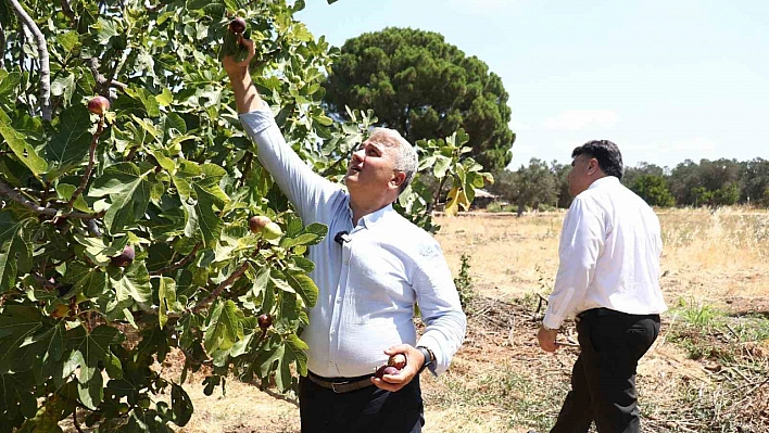 Zeytinlikler arasındaki 'bal'lı lezzet: Havran siyah inciri
