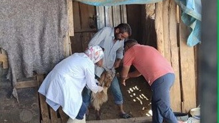 Zoonoz hastalıklarla mücadele kararlılıkla sürüyor