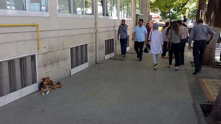 Sokak hayvanlarına yardımcı olalım 