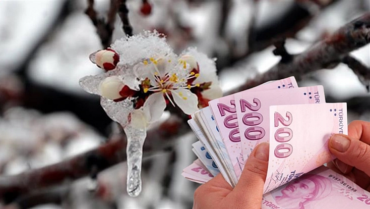 Kayısıya 45 milyon liralık ödeme!