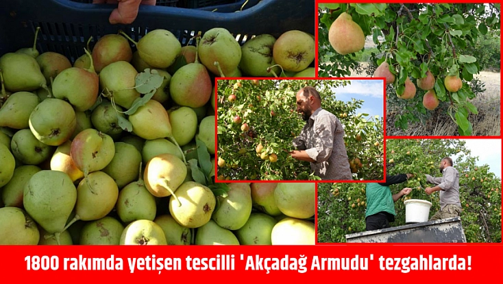 1800 rakımda yetişen tescilli 'Akçadağ Armudu' tezgahlarda!