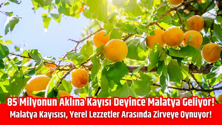 85 milyonun aklına kayısı deyince Malatya geliyor! Malatya kayısısı, yerel lezzetler arasında zirveye oynuyor!