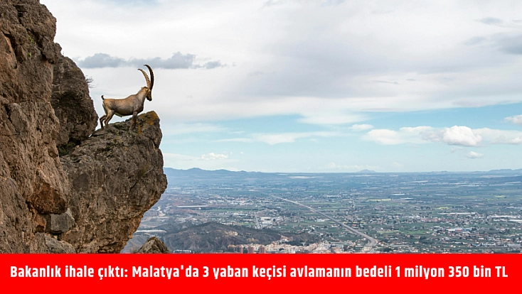 Bakanlık ihale çıktı: Malatya'da 3 yaban keçisi avlamanın bedeli 1 milyon 350 bin TL