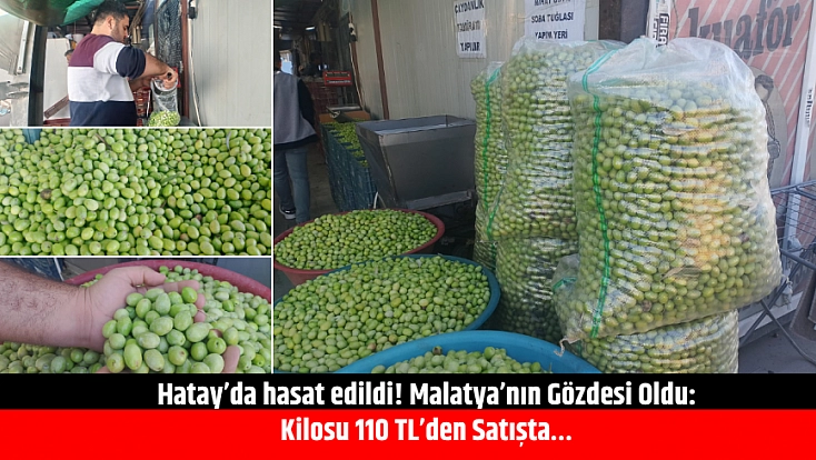 Hatay’da Hasat Edildi! Malatya’nın Gözdesi Oldu: Kilosu 110 TL’den Satışta…