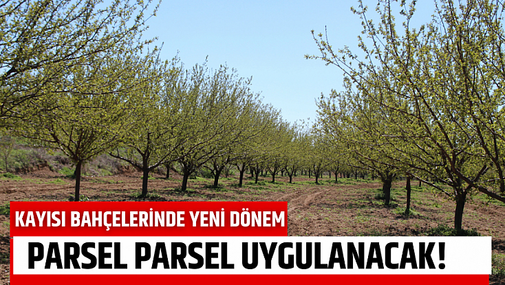 Kayısı bahçelerinde yeni dönem: Parsel parsel uygulanacak!