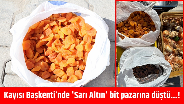 Kayısı Başkenti’nde 'Sarı Altın' bit pazarına düştü...!