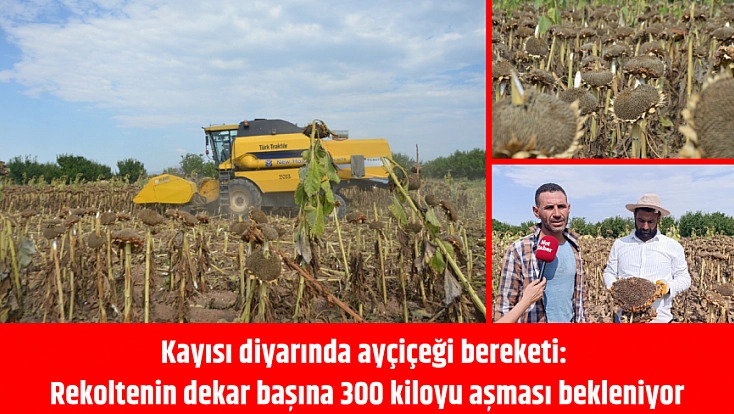 Kayısı diyarında ayçiçeği bereketi: Rekoltenin dekar başına 300 kiloyu aşması bekleniyor
