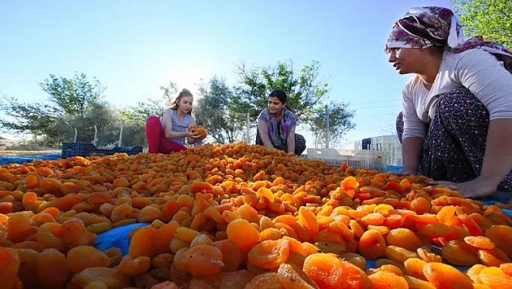 Kayısı fiyatı 400 liradan 200 liraya düştü: Ağbaba TMO'yu göreve çağırdı