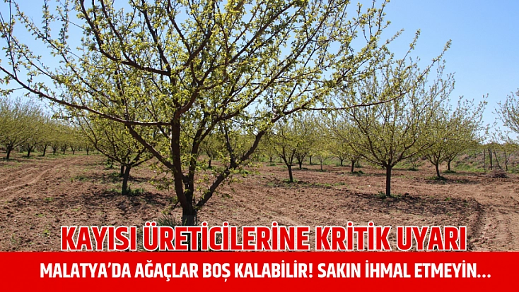 Kayısı üreticilerine kritik uyarı: Malatya’da ağaçlar boş kalabilir! Sakın ihmal etmeyin…