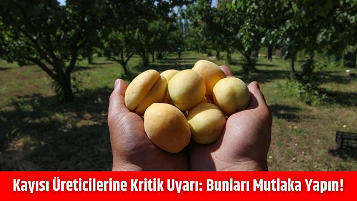 Kayısı Üreticilerine Kritik Uyarı: Bunları Mutlaka Yapın!