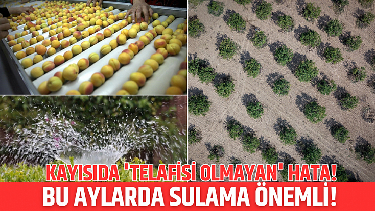 Kayısıda 'telafisi olmayan' hata! Bu aylarda sulama önemli!