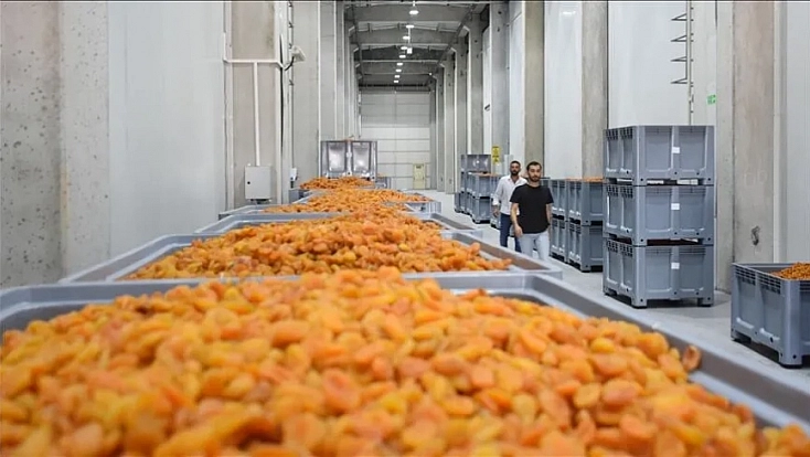 Kuru kayısının tarladaki fiyatı market rafında ikiye katlanıyor!
