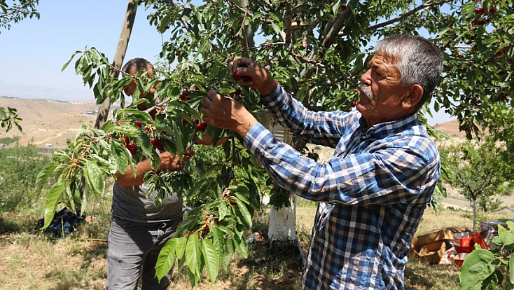 Malatya'da 1100 ton rekolte bekleniyor! İngilizler, Almanlar şimdiden sıraya girdi
