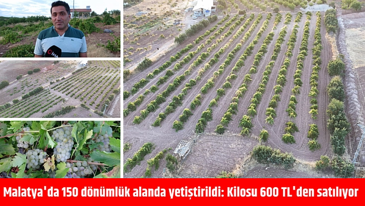 Malatya'da 150 dönümlük alanda yetiştirildi: Kilosu 600 TL'den satılıyor