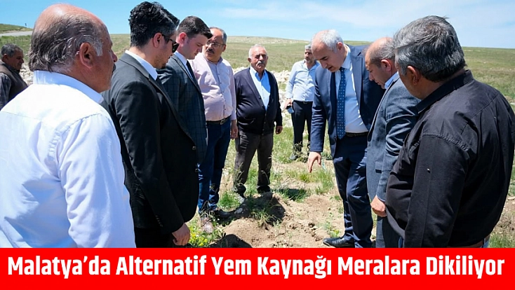Malatya’da Alternatif Yem Kaynağı Meralara Dikiliyor
