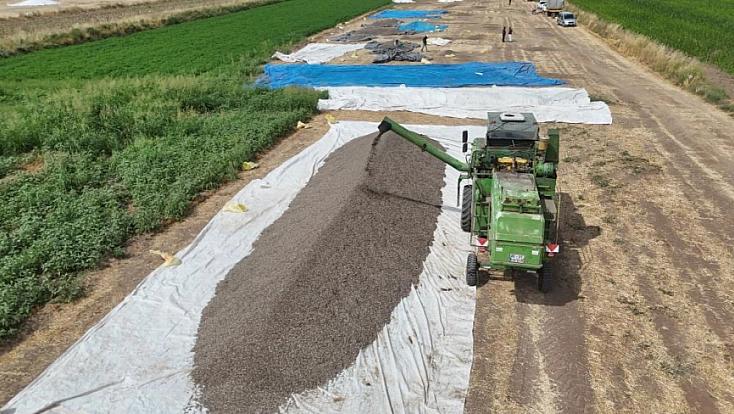 Malatya'da ayçiçeği üreticisi dertli: Tarlada 50, markette 250 Lira