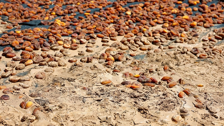 Malatya'daki sel afetinin acı bilançosu açıklandı: 400 ton kayısı zayi oldu, 3 ev hasar aldı!
